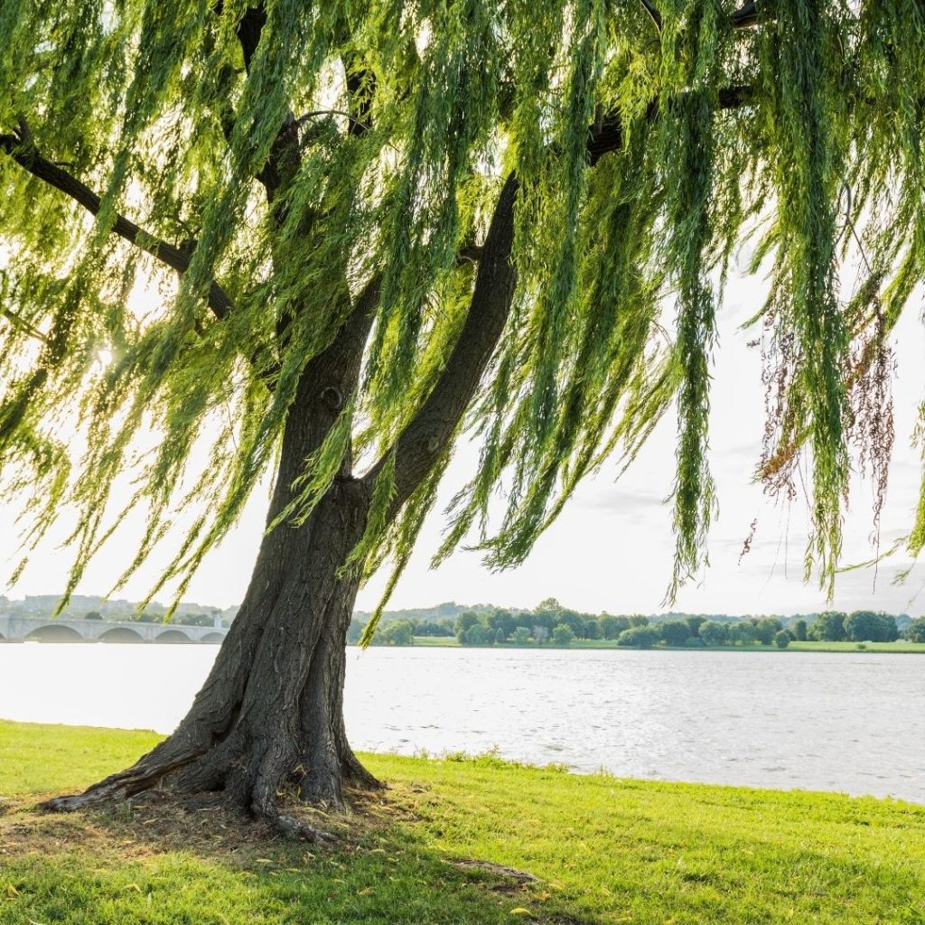 The Magic of the Willow Tree Patti Wigington